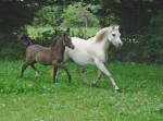 chevaux
