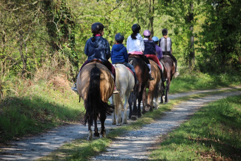 Randonner à cheval ou en attelage dans le massif forestier de Rennes