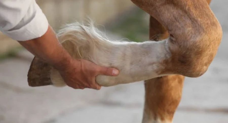 « Comprendre les pieds du cheval » atelier le 8 novembre 2026